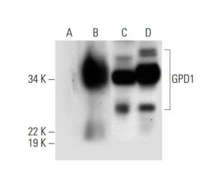 GPD1 Antibody (H-10) - Western Blotting - Image 292924 