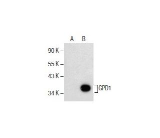 GPD1 Antibody (E-7) - Western Blotting - Image 154795