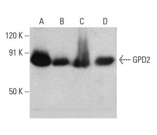 GPD2 Antibody (D-9) - Western Blotting - Image 384532 