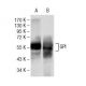 GPI Antibody (1B7D7) - Western Blotting - Image 137473 