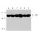 GPI Antibody (1B7D7) - Western Blotting - Image 360080 