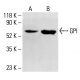 GPI Antibody (1B7D7) - Western Blotting - Image 413403