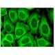 GPI Antibody (A-5) - Immunofluorescence - Image 323487 