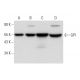 GPI Antibody (A-5) - Western Blotting - Image 304318 