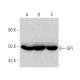 GPI Antibody (A-5) - Western Blotting - Image 359584