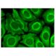 GPI Antibody (E-4) - Immunofluorescence - Image 323488 