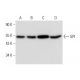 GPI Antibody (E-4) - Western Blotting - Image 304319 
