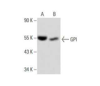 GPI Antibody (H-9) - Western Blotting - Image 134740 