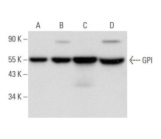 GPI Antibody (A-5) - Western Blotting - Image 304318