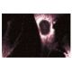 GPI-PLD Antibody (15) - Immunofluorescence - Image 60520