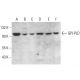 GPI-PLD Antibody (D-10) - Western Blotting - Image 376914 