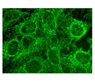 GPIHBP1 Antibody (B-5) - Immunofluorescence - Image 302186 