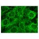 GPIHBP1 Antibody (B-5) - Immunofluorescence - Image 302186 