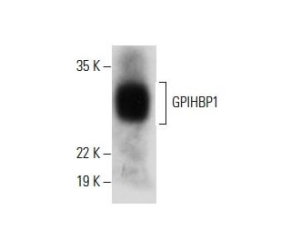 GPIHBP1 Antibody (F-4) - Western Blotting - Image 288266 