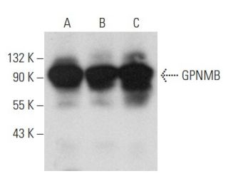 GPNMB Antibody (G-8) - Western Blotting - Image 354278 