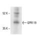 GPR119 Antibody (D-5) - Western Blotting - Image 411312