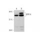 GPR14 Antibody (D-1) - Western Blotting - Image 351667