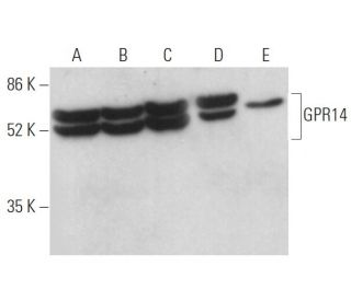 GPR14 Antibody (D-1) - Western Blotting - Image 372595 