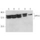 GPR14 Antibody (D-1) - Western Blotting - Image 372595 