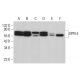 GPR14 Antibody (D-1) - Western Blotting - Image 382102 
