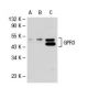 GPR3 Antibody (18-L) - Western Blotting - Image 31922