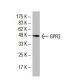 GPR3 Antibody (18-L) - Western Blotting - Image 33674 