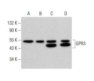 GPR3 Antibody (B-5) - Western Blotting - Image 380396 