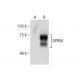 GPR56 Antibody (G-6) - Western Blotting - Image 286866 