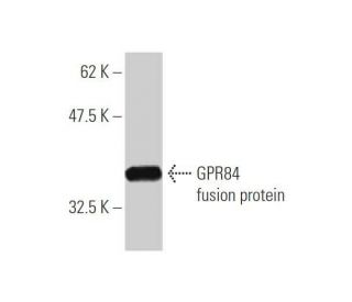 GPR84 Antibody (1D9) - Western Blotting - Image 349586The Double Nickase Plasmid features a U6 promoter for sgRNA expression, a 20 nt targeting sequence, and a gRNA scaffold to guide Cas9n. It includes a CBh promoter for Cas9n (D10A) and puromycin resistance, GFP for transfection verification, and nuclear localization signals (NLS). The 2A peptide allows co-expression of Cas9n and Puro from a single promoter, enabling precise genome editing with reduced off-target effects.