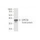 GPRC5B Antibody (1H1) - Western Blotting - Image 349583