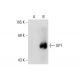 GPT Antibody (E-4) - Western Blotting - Image 132701