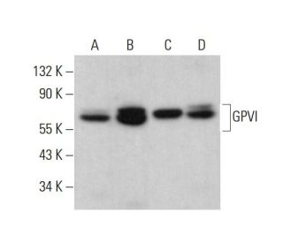 GPVI Antibody (H-5) - Western Blotting - Image 382090 