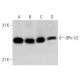 Glutathione Peroxidase 1/2/GPX1/2 Antibody (E-7) - Western Blotting - Image 30285 