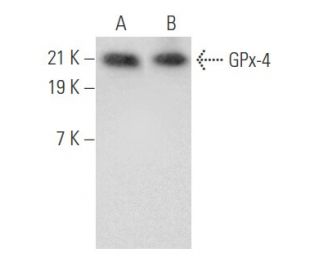 Glutathione Peroxidase 4/GPX4 Antibody (B-12) - Western Blotting - Image 355541 