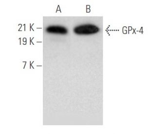 Glutathione Peroxidase 4/GPX4 Antibody (D-3) - Western Blotting - Image 355545 