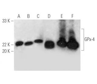 Glutathione Peroxidase 4/GPX4 Antibody (E-12) - Western Blotting - Image 389015 