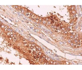 Glutathione Peroxidase 5/GPX5 Antibody (D-3) - Immunohistochemistry - Image 369197 