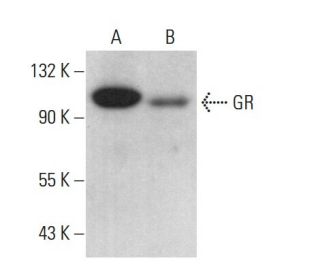GR/NR3C1/Glucocorticoid Receptor Antibody (A-4) - Western Blotting - Image 377725