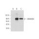 GRAMD4 Antibody (C-8) - Western Blotting - Image 344156
