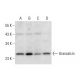 Grancalcin Antibody (D-12) - Western Blotting - Image 297981