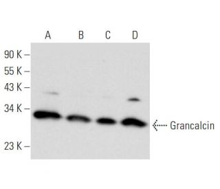 Grancalcin Antibody (G-12) - Western Blotting - Image 345915 