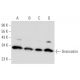 Grancalcin Antibody (G-12) - Western Blotting - Image 345915 