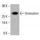 Grancalcin Antibody (G-12) - Western Blotting - Image 415996
