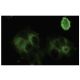 Grancalcin Antibody (Q-7) - Immunofluorescence - Image 35737