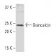 Grancalcin Antibody (Q-7) - Western Blotting - Image 34306 