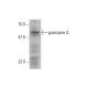 granzyme A Antibody (3G8.5) - Western Blotting - Image 138659