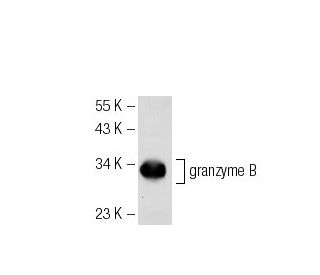 granzyme B Antibody (GB7) - Western Blotting - Image 41093 