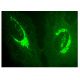 granzyme M Antibody (A-10) - Immunofluorescence - Image 159660 