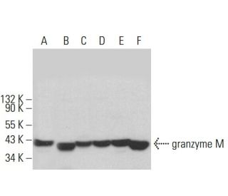 granzyme M Antibody (A-10) - Western Blotting - Image 376486 