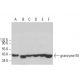 granzyme M Antibody (A-10) - Western Blotting - Image 376486 